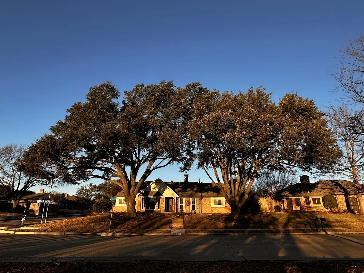 Established residential canopy tree shading a home in Kennedyville
